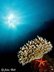 A Pearl Sea Star crawling up a small Polyp Stony Coral. C... by John Hill 